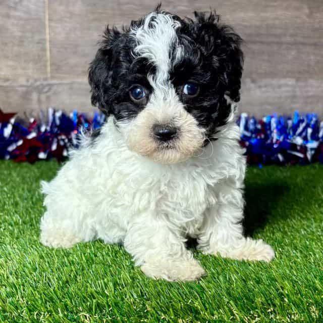 Madison - Maltipoo Female