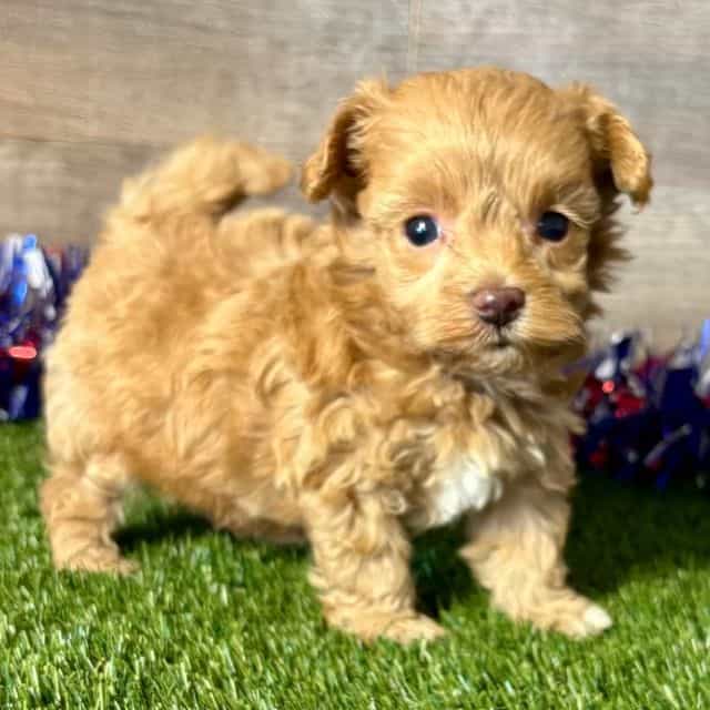 Milo - Maltipoo Male
