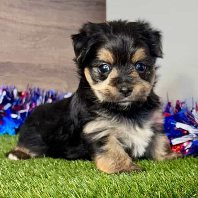 Fannie - Morkie Female