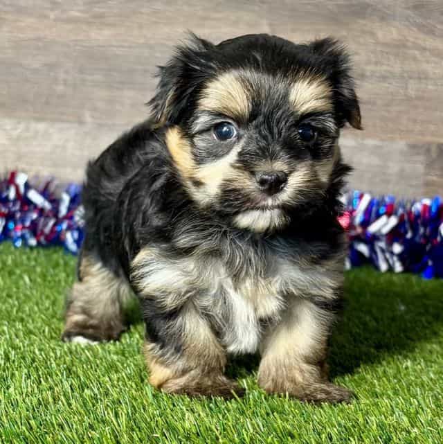 Fitz - Morkie Male