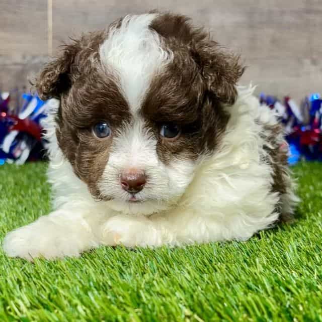 Jameson - Pomapoo Male
