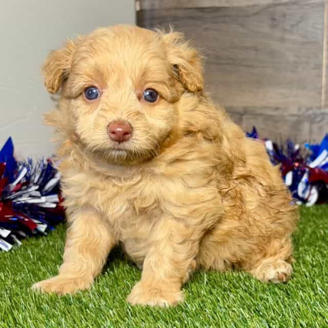 Jackson - Pomapoo Male