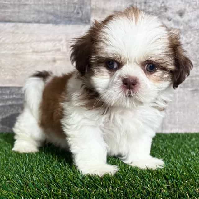 Haley - Shih Tzu Female