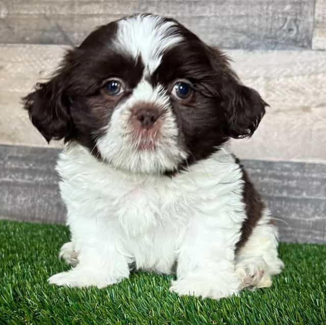 Hazel - Shih Tzu Female