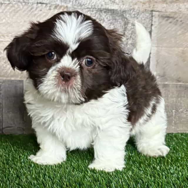 Hazel - Shih Tzu Female