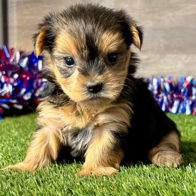 Reese - Yorkshire Terrier Female