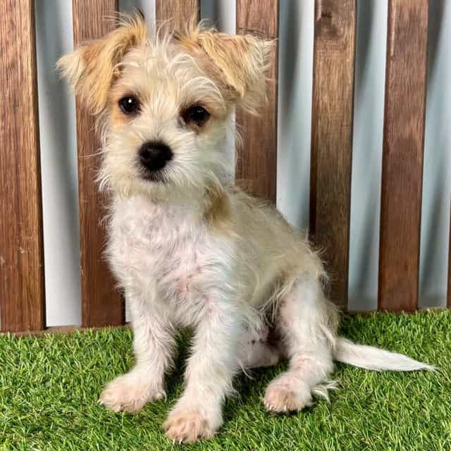 Yoda - Yorkie-Chon Male