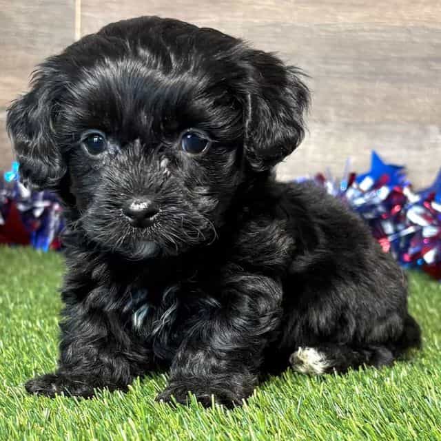 Paige - Yorkipoo Female