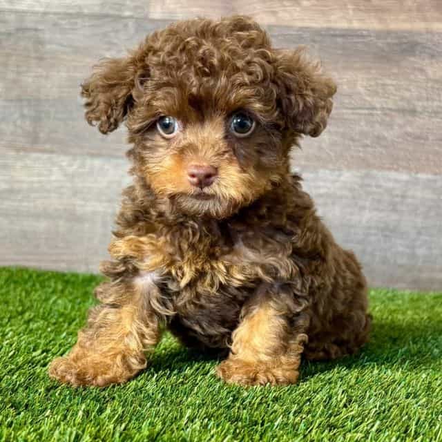 Polly - Yorkipoo Female