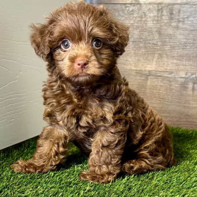 Perry - Yorkipoo Male