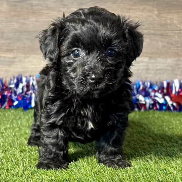 Paris - Yorkipoo Female