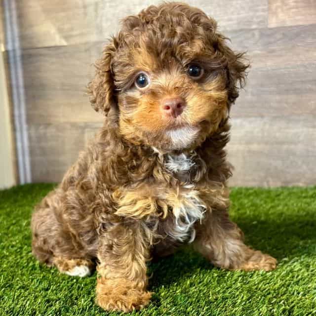 Pete - Yorkipoo Male