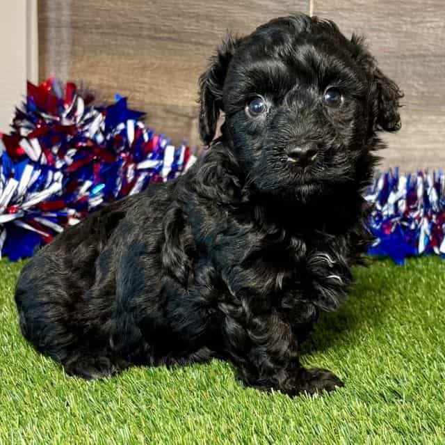 Packo - Yorkipoo Male