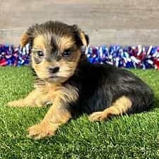 Reese - Yorkshire Terrier Female