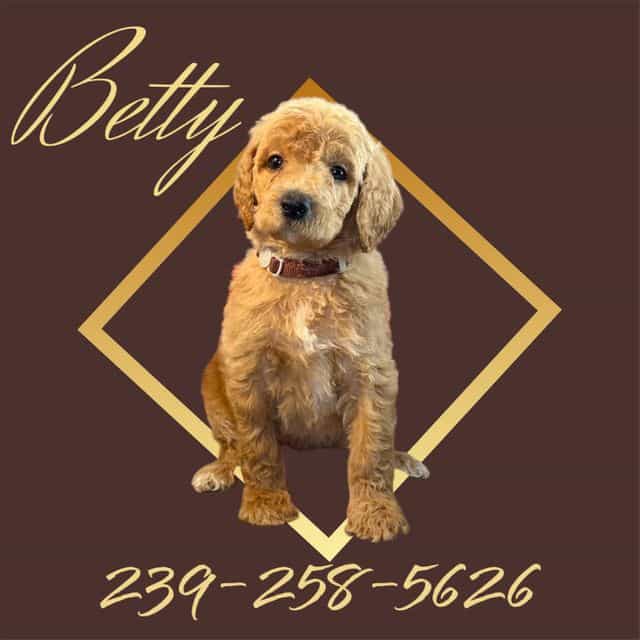 Betty - Goldendoodle Female