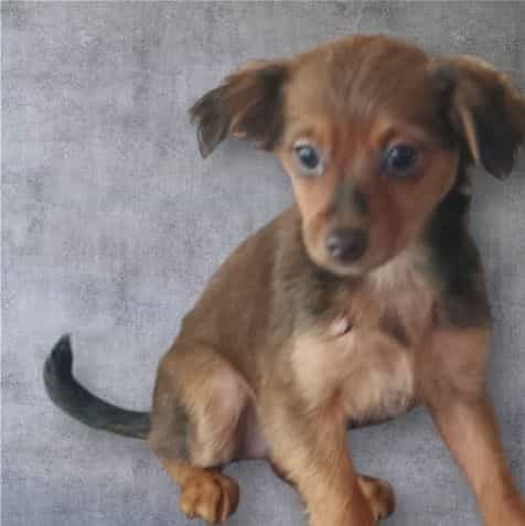 Angel - Chorkie Female