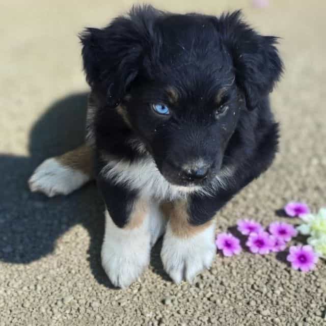 Hallie - Australian Shepherd Female