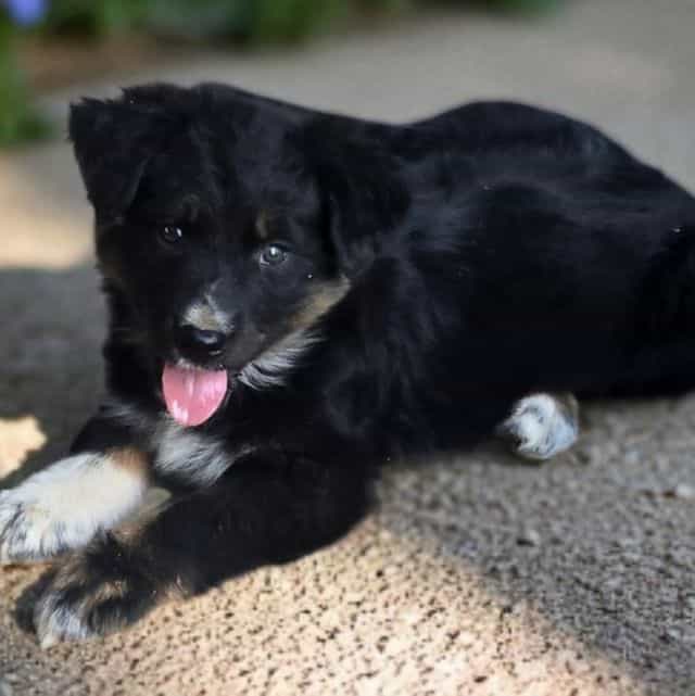 Haddie - Australian Shepherd Female