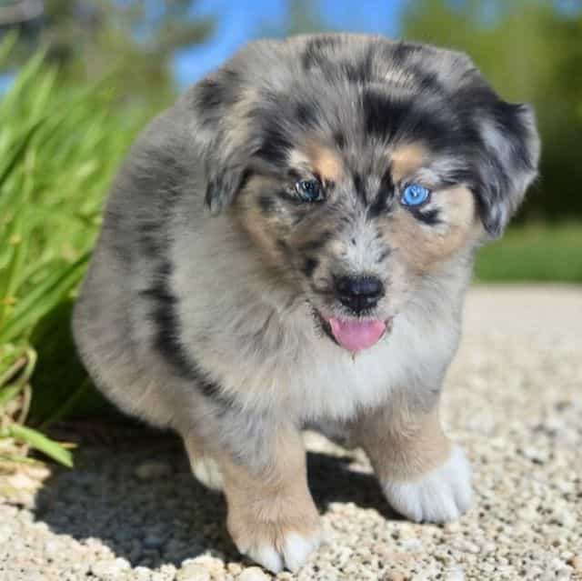 Henry - Australian Shepherd Male
