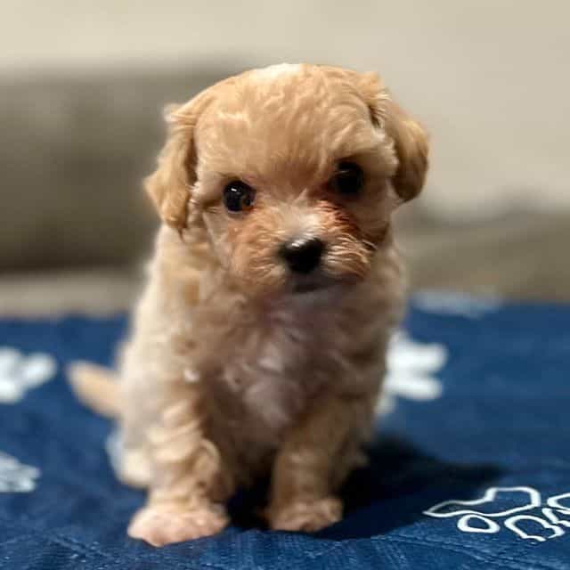 Eminem - Maltipoo Male
