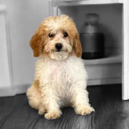 Maeve - Goldendoodle Female