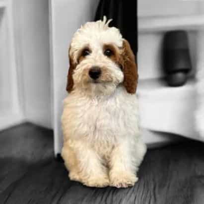 Ciara - Goldendoodle Female