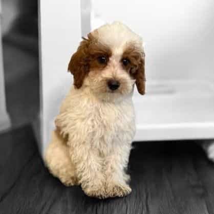 Connor - Goldendoodle Male