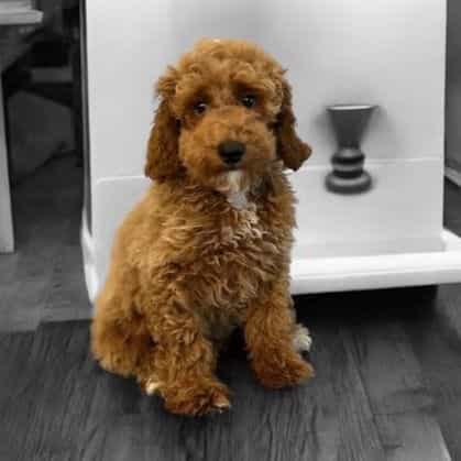 Arthur - Toy Poodle Male