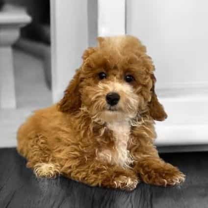 Galahad - Toy Poodle Male