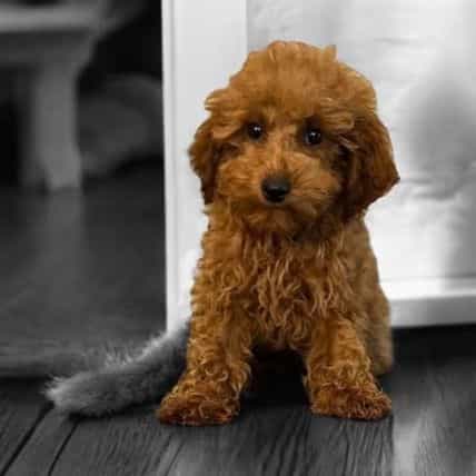 Percival - Toy Poodle Female