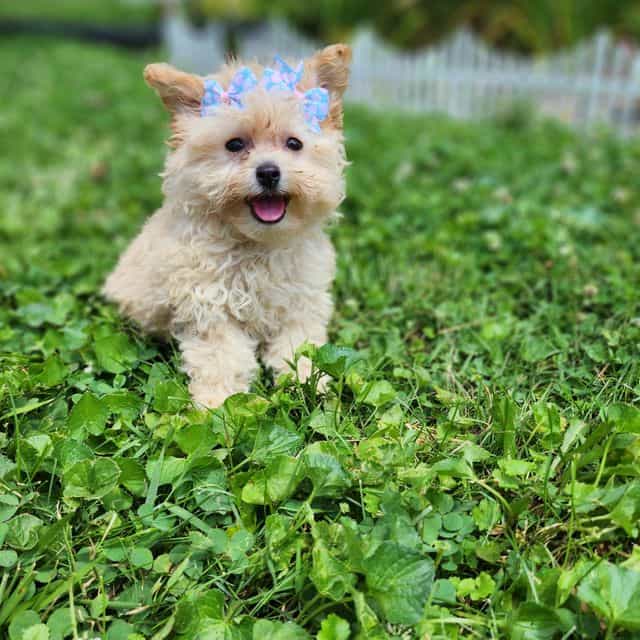 Pippy - Pomapoo Female