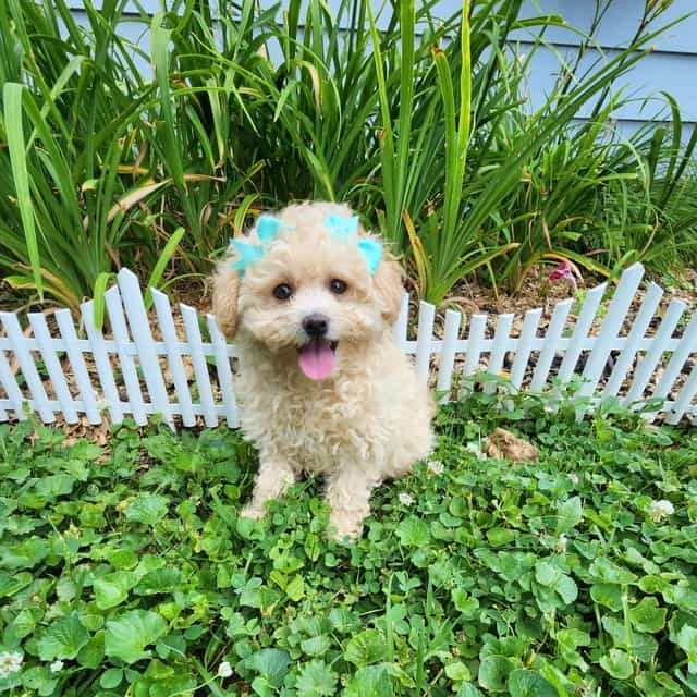Pixie - Pomapoo Female