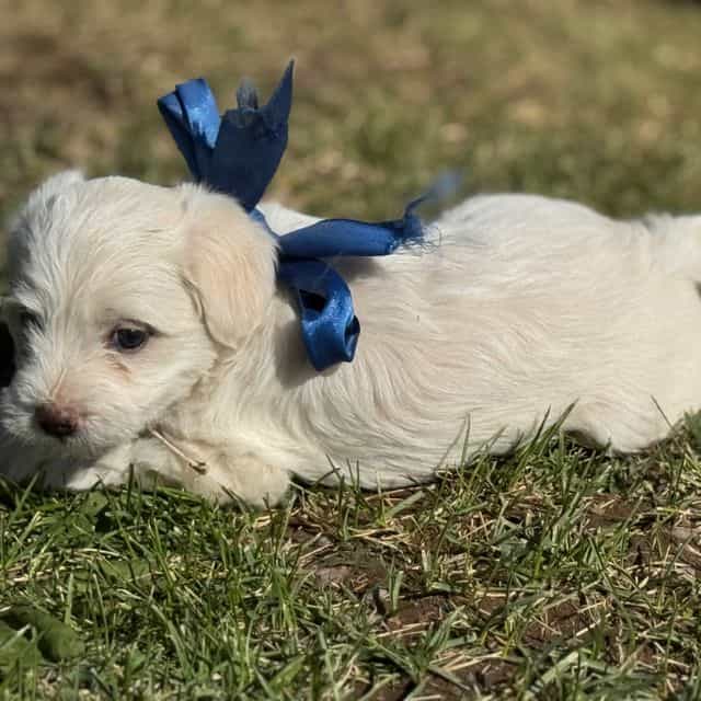 Boy 1 - Shih-Poo Male