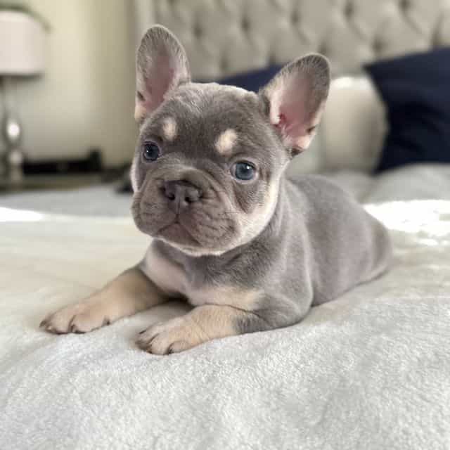 Elle - French Bulldog Female