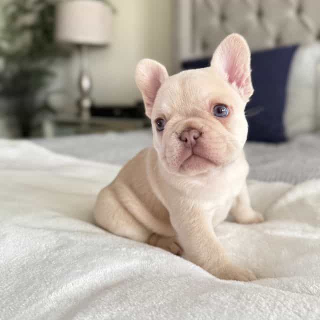 Tater - French Bulldog Female