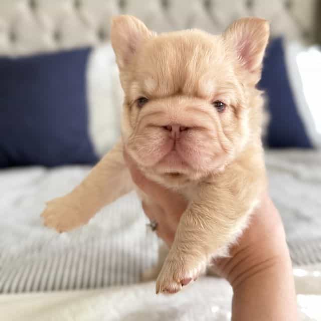 Nova - French Bulldog Female