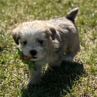 Male 2 - Shih-Poo Male