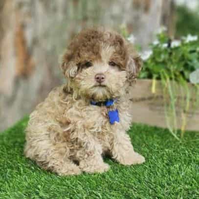 Neeko - Toy Poodle Male