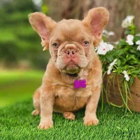 Isabella fluffy - French Bulldog Female