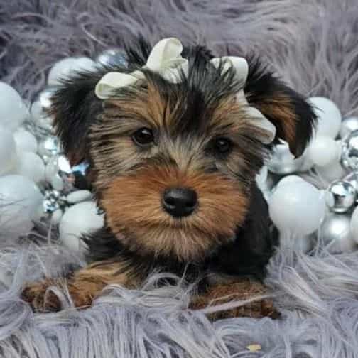 Lucy - Yorkshire Terrier Female