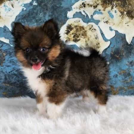 Pixar - Pomeranian Male