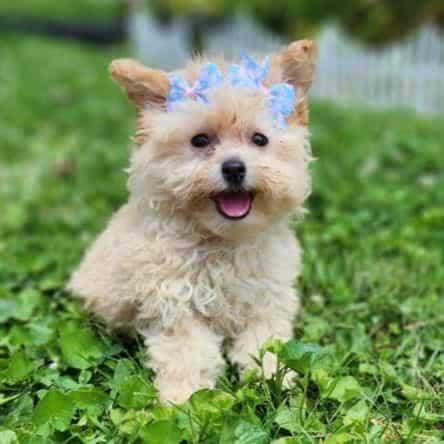 Pippy - Pomapoo Female