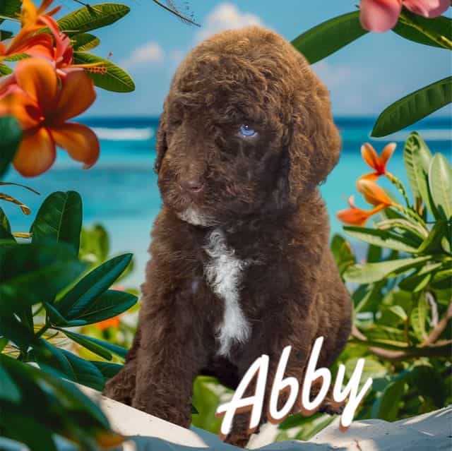 Abby - Aussiedoodle Female