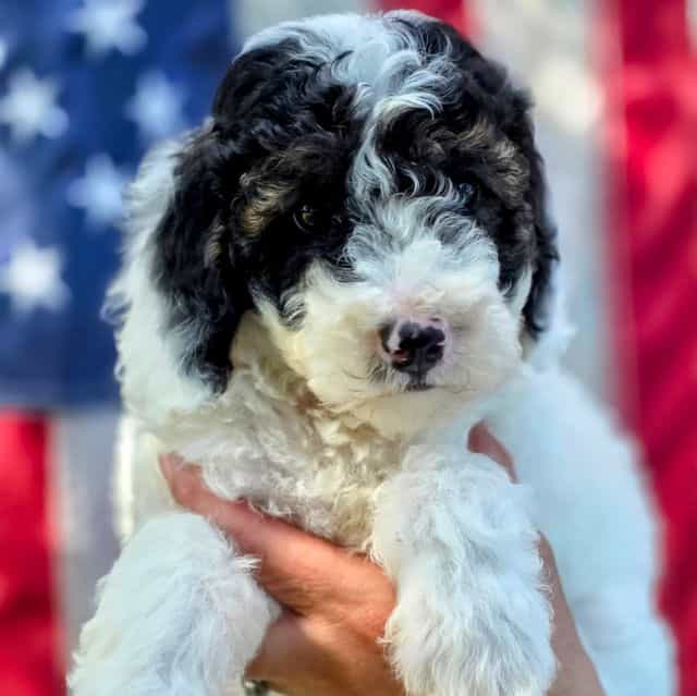 Ziggy - mini po - Portidoodle Male