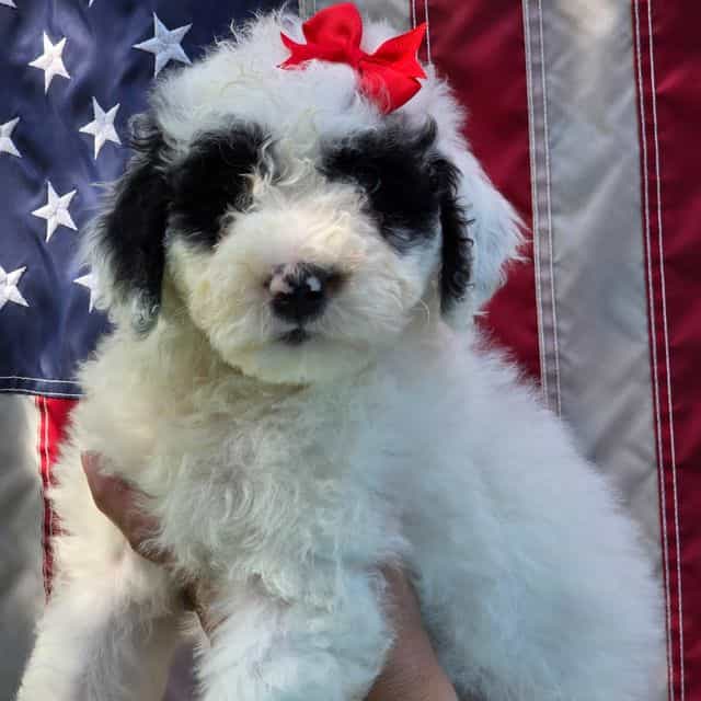 Rikki- mini por - Portidoodle Female