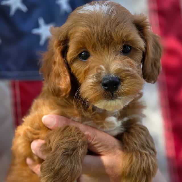 Carter- mini - Goldendoodle Male