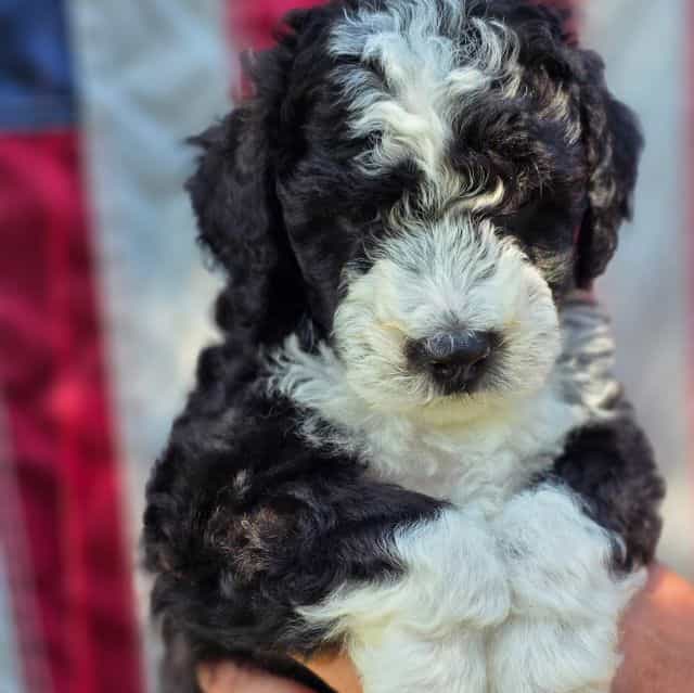 Ollie- mini - Sheepadoodle Male