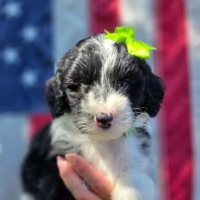 Tiffany - mini - Sheepadoodle Female