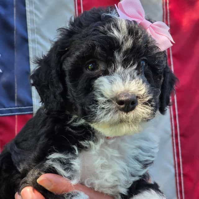 Tina- mini - Sheepadoodle Female