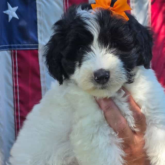 Tori- mini - Sheepadoodle Female